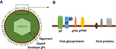 Epstein-Barr Virus and Systemic Autoimmune Diseases